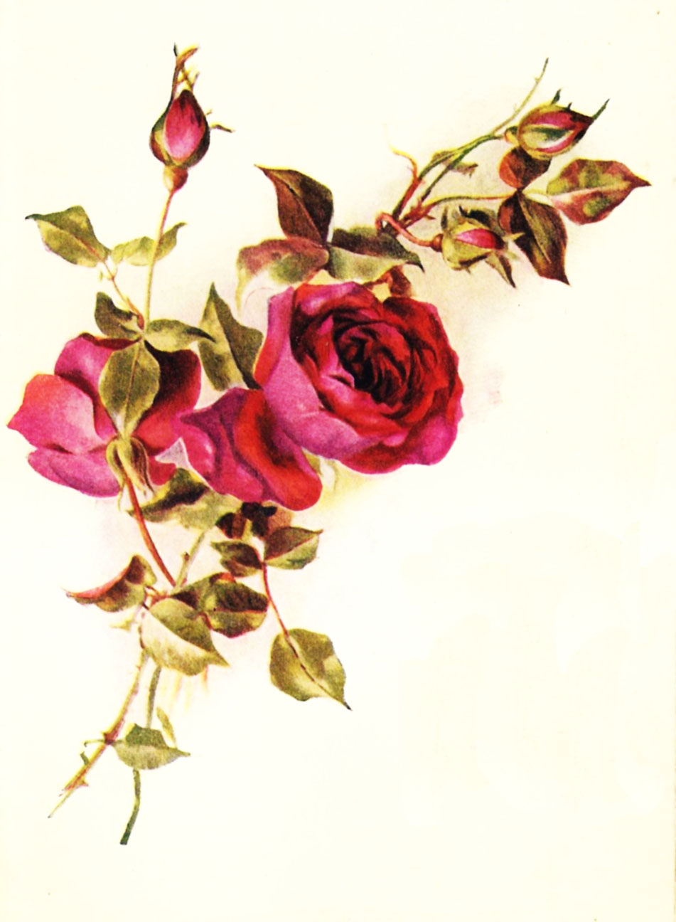 Vintage Roses Images 71